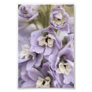 Impression Photo Belle Fleur Delphinium Violet Lumière