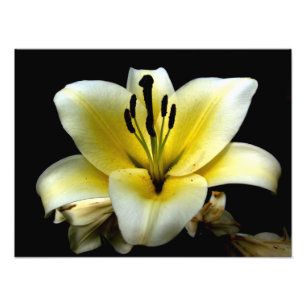 Impression Photo Belle Fleur Jaune Élégante sur Fond Noir