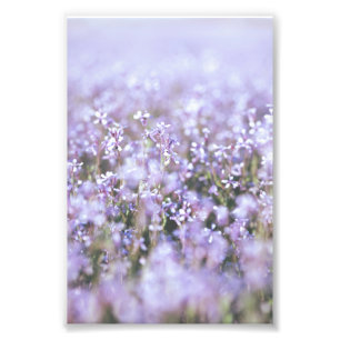 Impression Photo Belle Fleur Violette Lumière Fleurit Floral