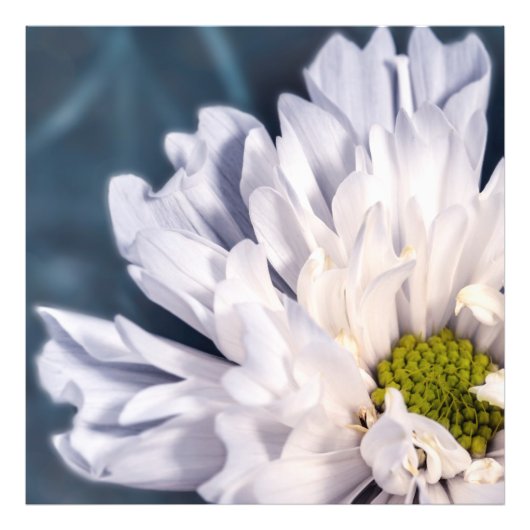 Impression Photo Belle fleurs blanches (Devant)