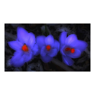 Impression Photo Belle floraison de crocus bleu pourpre