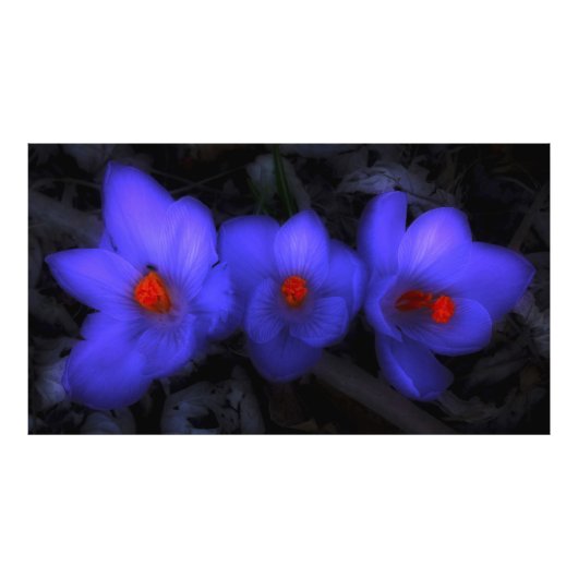 Impression Photo Belle floraison de crocus bleu pourpre (Devant)