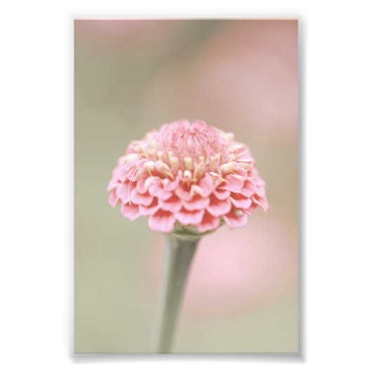 Impression Photo Belle florale Fleur Rose Clair (Devant)