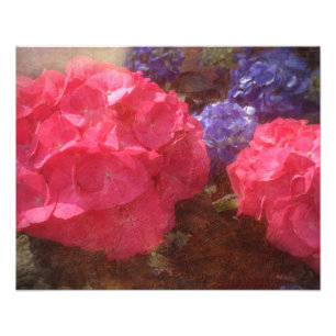 Impression Photo Belle Hydrangea