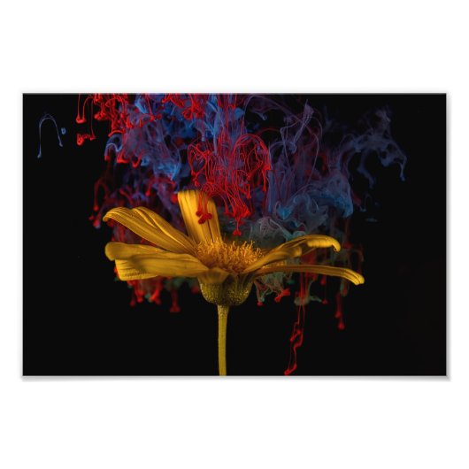 Impression Photo Belle marguerite colorée (Devant)