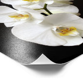 Impression Photo Belle Orchidée blanche avec Arrière - plan noir (Coin)