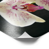 Impression Photo Belle Orchidée blanche et rose avec Arrière - plan (Coin)