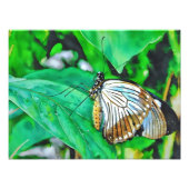 Impression Photo Belle papillon blanc et marron (Devant)