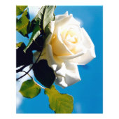 Impression Photo Belle rose blanche (Devant)