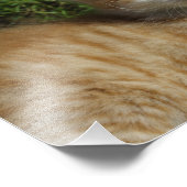 Impression Photo Belle Tabby Kitten Orange (Coin)