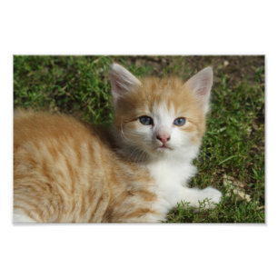 Impression Photo Belle Tabby Kitten Orange