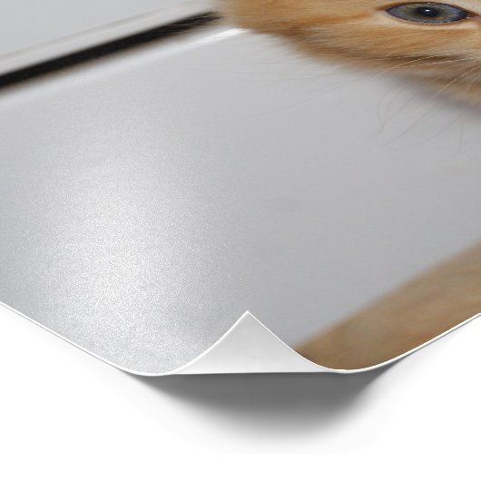 Impression Photo Belle Tabby Kitten Orange (Coin)