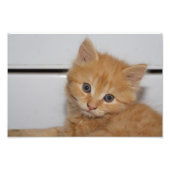 Impression Photo Belle Tabby Kitten Orange (Devant)