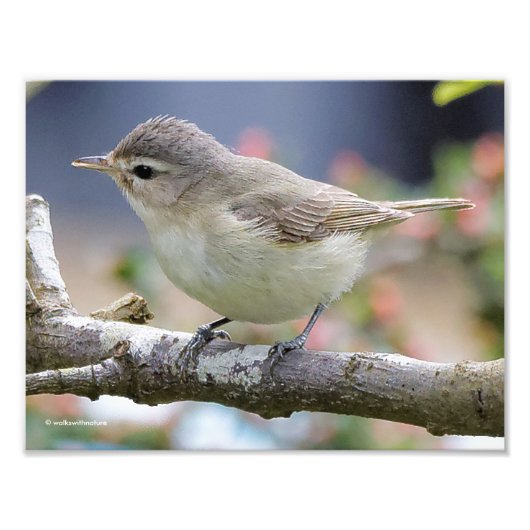 Impression Photo Belle Vireo de Warbling dans le Plum Tree (Devant)