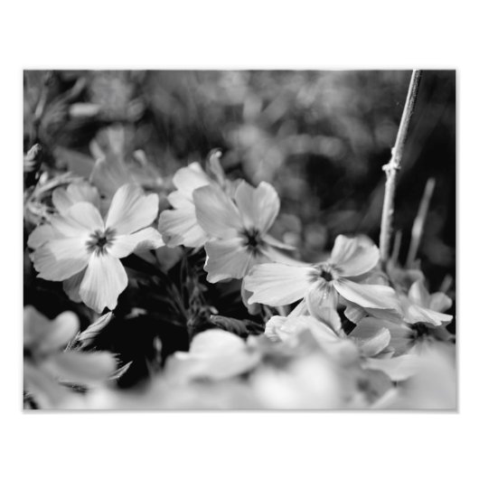 Impression Photo Belles Fleurs blanches Noir et Blanc (Devant)