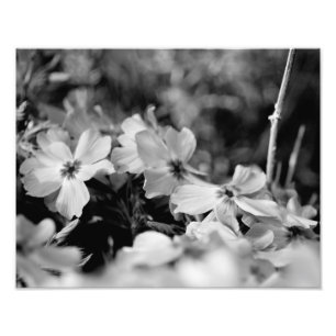 Impression Photo Belles fleurs blanches noires et blanches