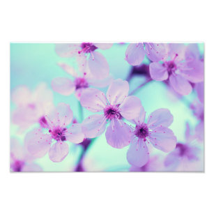Impression Photo Belles Fleurs De Cerisier Sur Branche En Pleine Fl