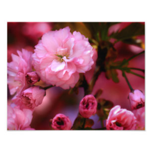 Impression Photo Belles fleurs de cerisiers rose printemps