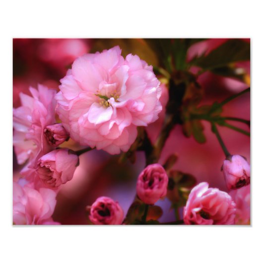 Impression Photo Belles fleurs de cerisiers rose printemps (Devant)