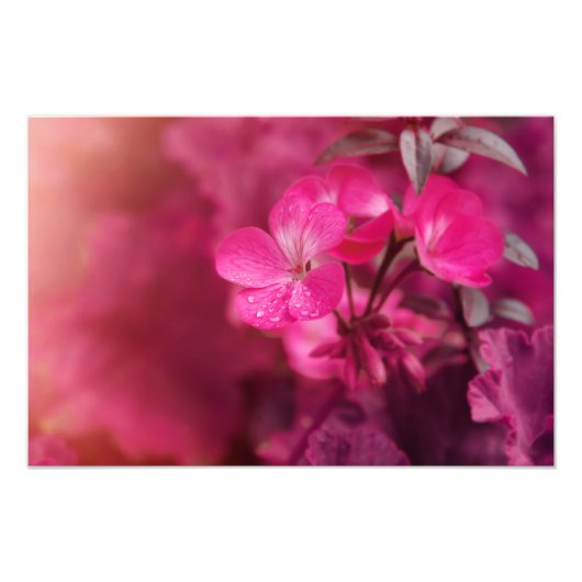 Impression Photo Belles fleurs de printemps (Devant)