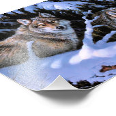 Impression Photo Belles Peintures Deux Loups (Coin)