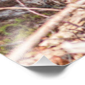 Impression Photo Belles vaches Highland (Coin)