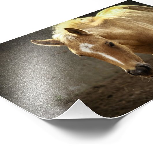 Impression Photo Berber Fohlen (Coin)