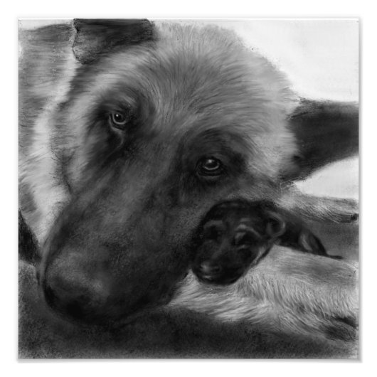 Impression Photo Berger allemand et chiot (Devant)