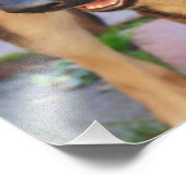 Impression Photo berger allemand par Shirley Taylor (Coin)