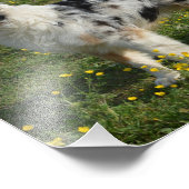 Impression Photo berger australien complet 2 (Coin)