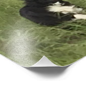 Impression Photo Berger australien noir et blanc en jeu (Coin)