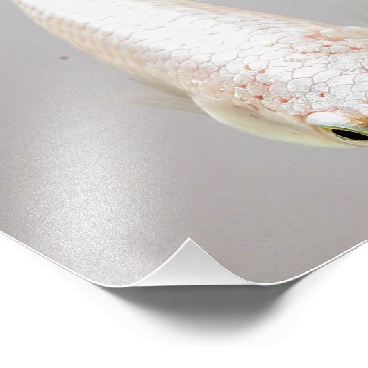 Impression Photo Bêta blanc (Coin)