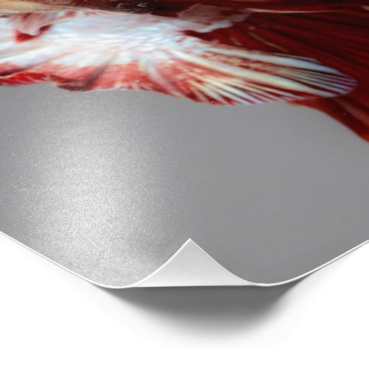 Impression Photo Betta fish (Coin)