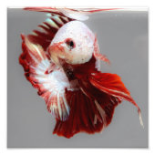 Impression Photo Betta fish (Devant)