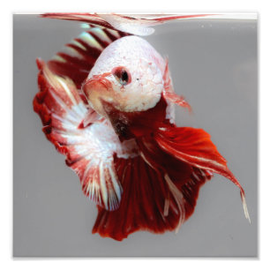 Impression Photo Betta fish