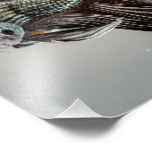 Impression Photo Betta fish (Coin)