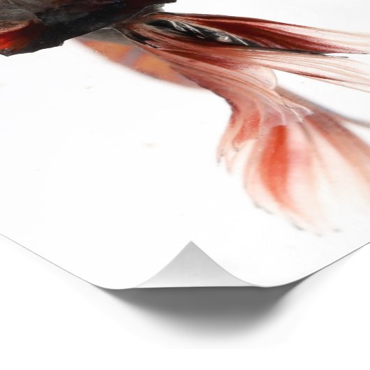 Impression Photo Betta Fish Face (Coin)