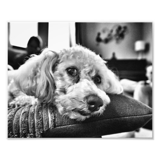 Impression Photo Bichon frise sur canapé (Devant)