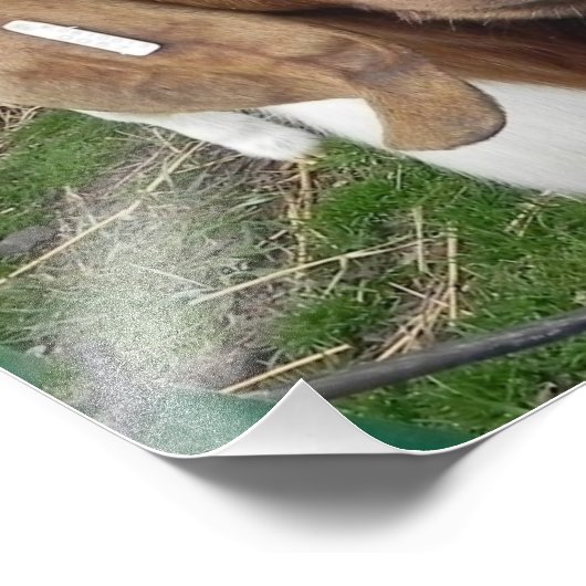 Impression Photo billy chèvre (Coin)