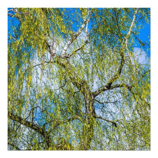 Impression Photo Birch tree - Le printemps est dans l'air (Devant)