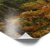 Impression Photo Birch Trees blancs et fougères d'automne à Rocky M (Coin)