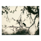 Impression Photo Bird Silhouette (Devant)