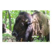 Impression Photo Bison, Lone Elk Park, St. Louis (Devant)