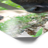 Impression Photo Bison, Lone Elk Park, St. Louis (Coin)