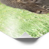 Impression Photo Bison près (Coin)