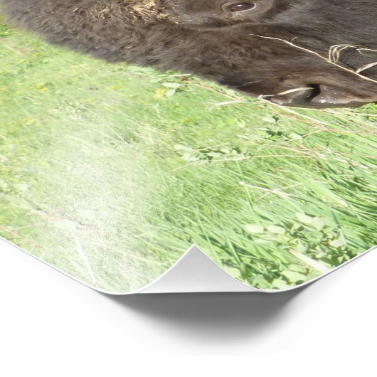 Impression Photo Bison près (Coin)