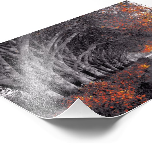 Impression Photo Black and White Trees. Reflection in a lake. (Coin)