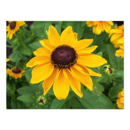 Impression Photo Black Eyed Susan Assis Plutôt (Devant)