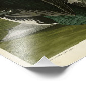 Impression Photo Black Throated Diver Loon Audubon Birds of America (Coin)