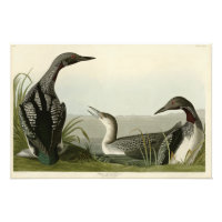 Black Throated Diver Loon Audubon Birds of America